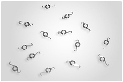 Pawl Torsion Spring